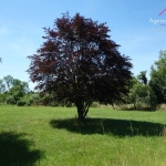 Terrain constructible plat de 2606 m² à Montbarrey - Viabilisé