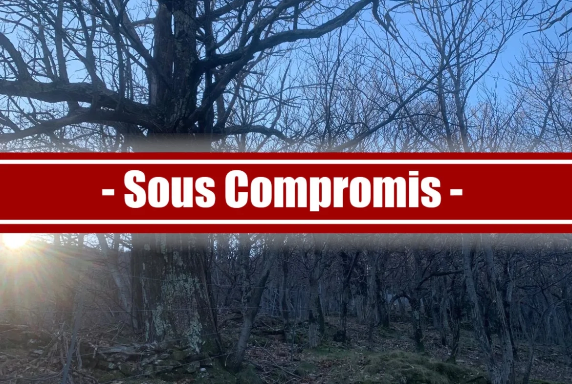 Vente verger de châtaigniers certifié bio près de Les Vans (07) 