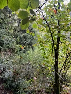 Vente de parcelles de prés, futaies et forêts à Lusse - 147 ares en zone enclavée 