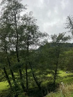 Vente de parcelles de prés, futaies et forêts à Lusse - 147 ares en zone enclavée 