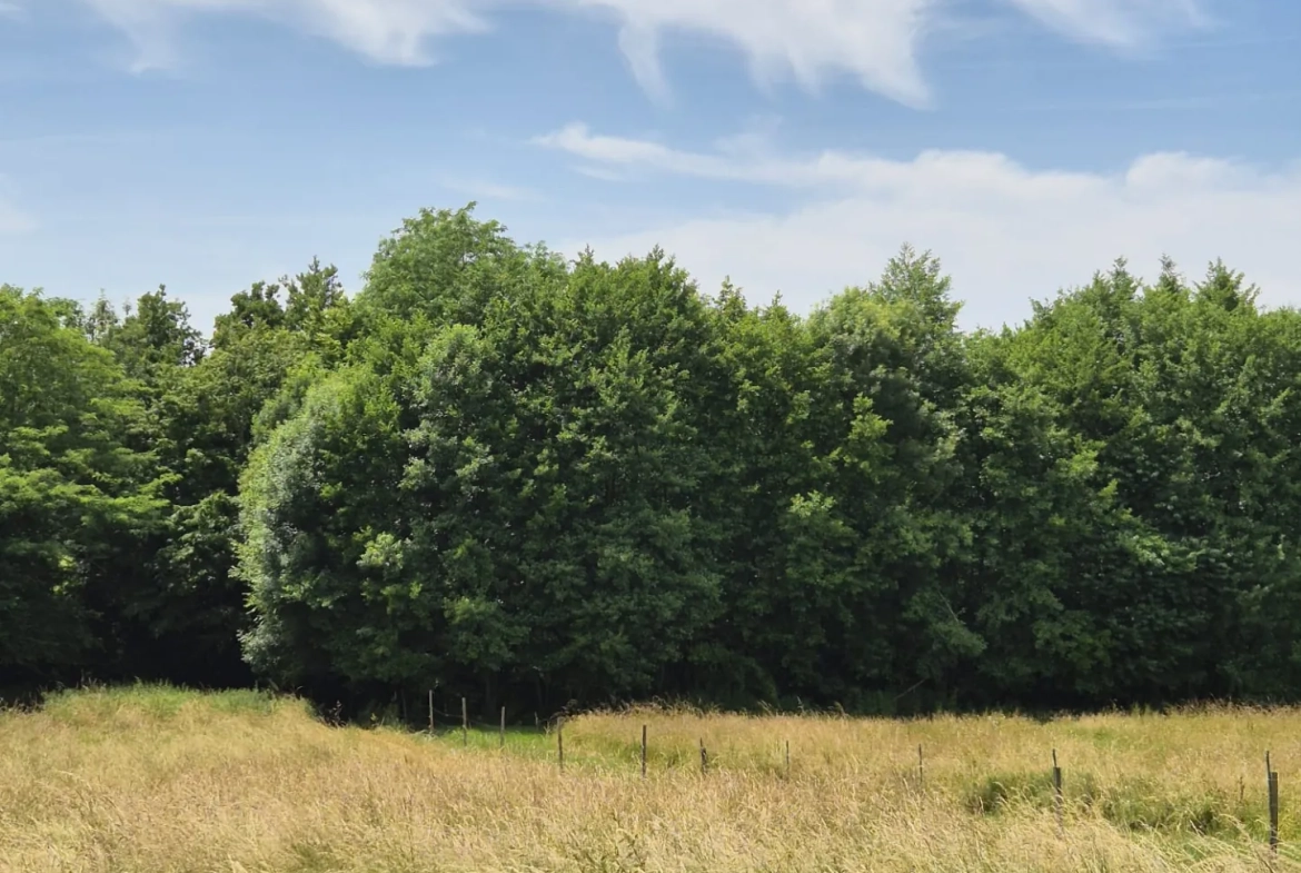 Spacieuse maison en pierre avec grand terrain et dépendances à Loubens 
