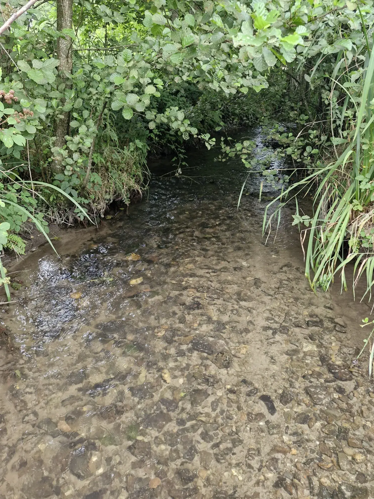 Terrain non constructible à vendre à Valdallière avec rivière et environnement calme 