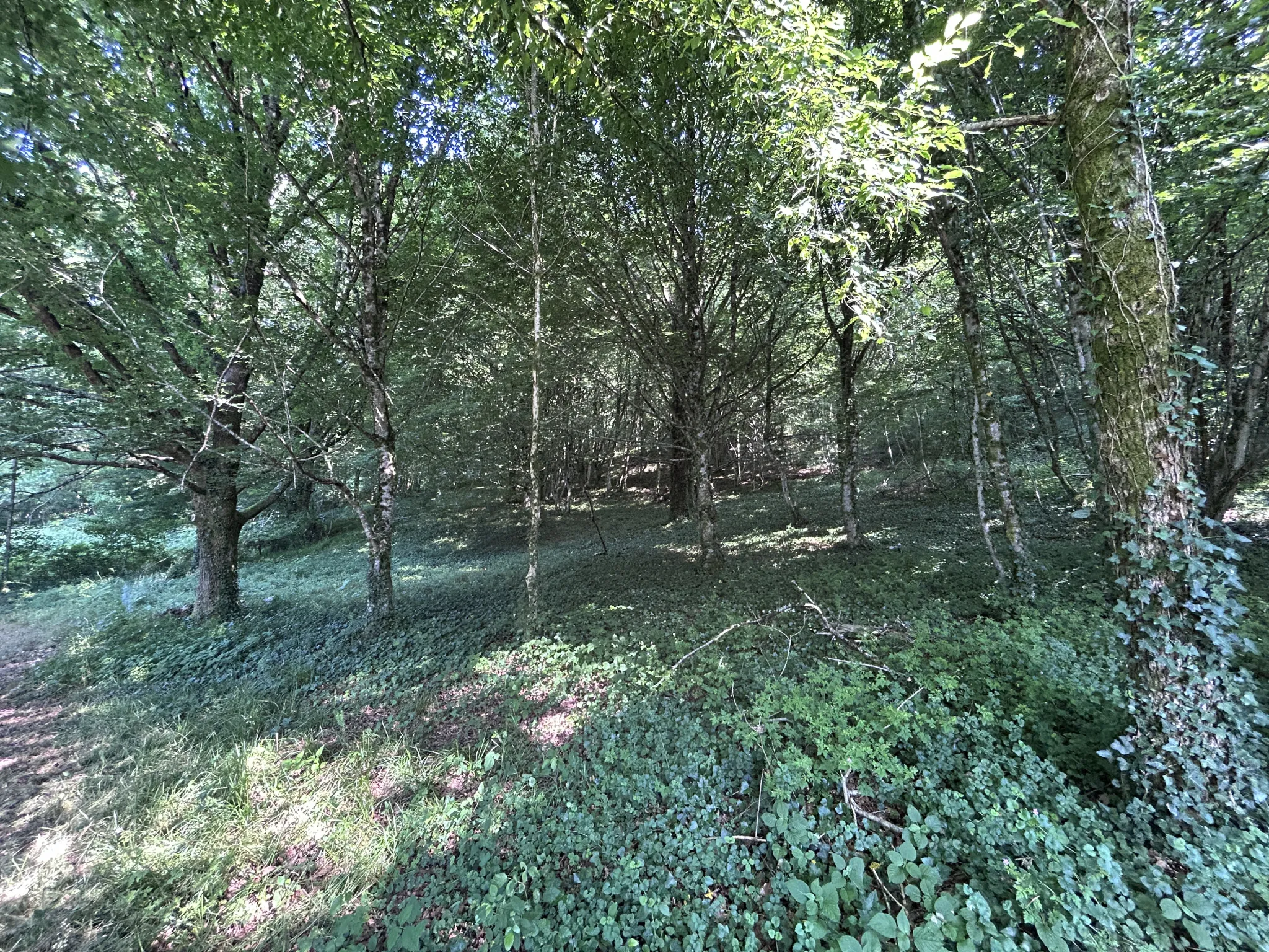Charmante maison en pierre avec terrain arboré à Monceaux-sur-Dordogne 