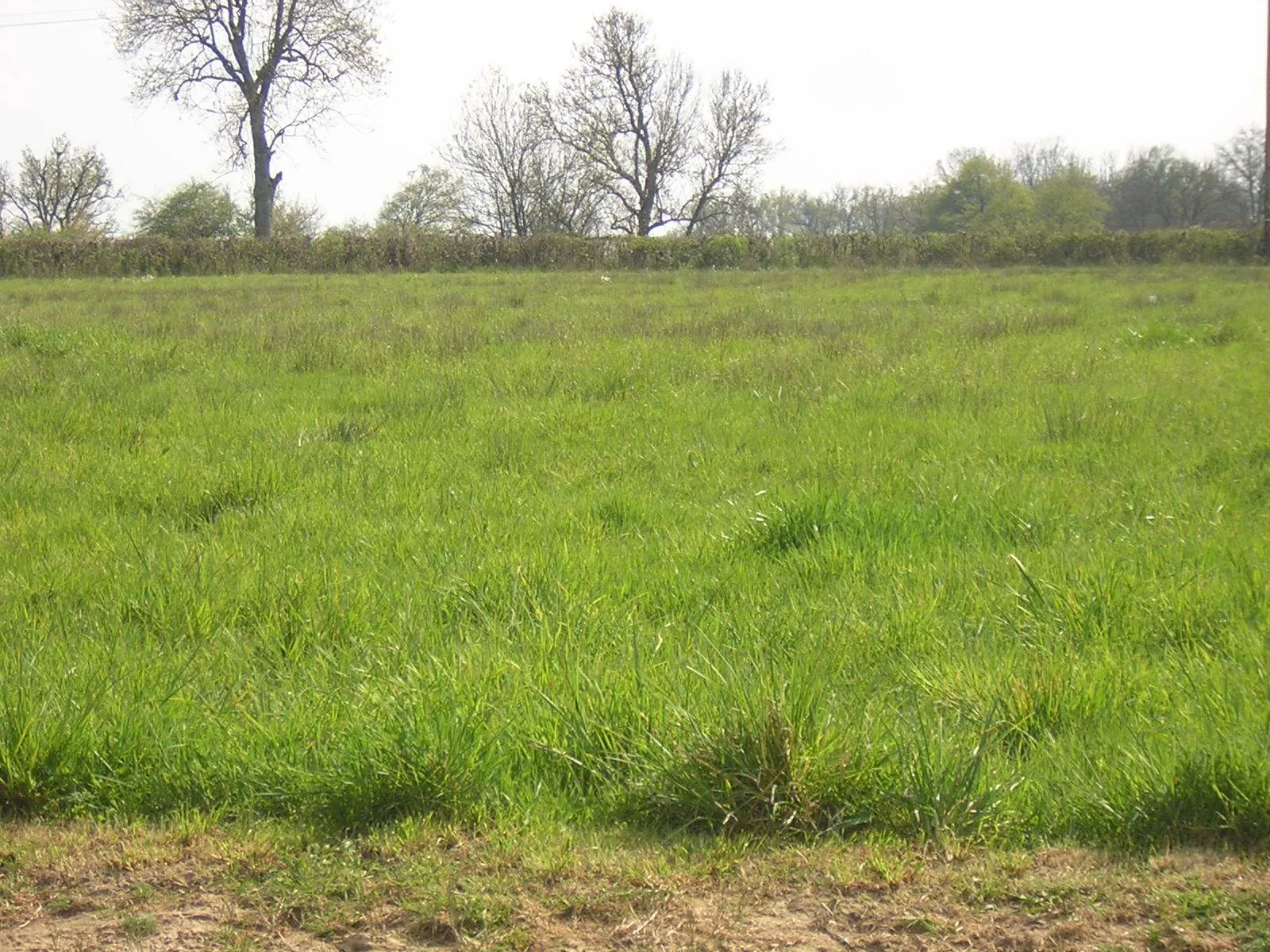 Constructeur maison moderne à Viré sur terrain de 600m² avec prestations haut de gamme 