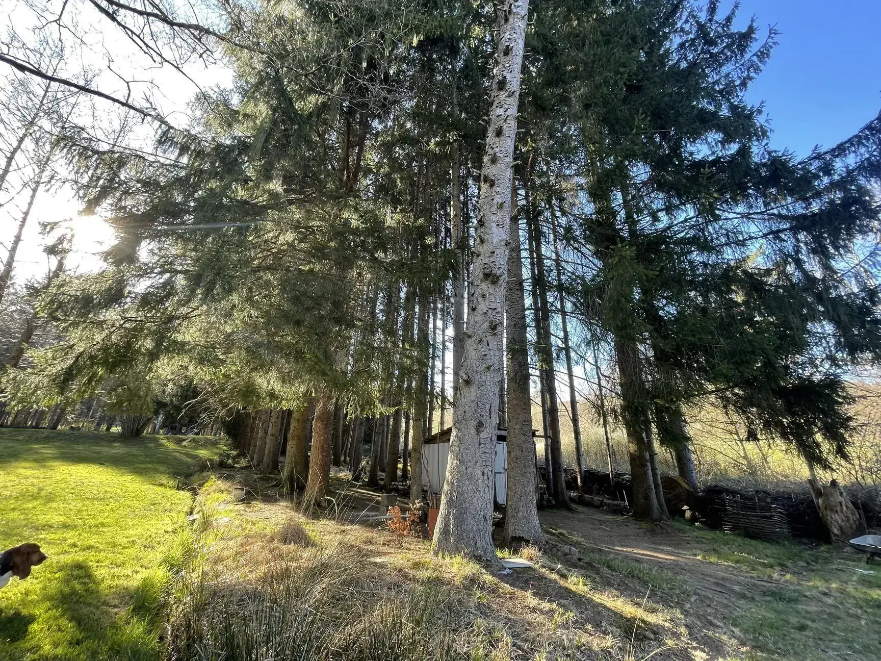 Ensemble de trois étangs avec chalet à Bruyères – Opportunité rare à 88 000 euros 