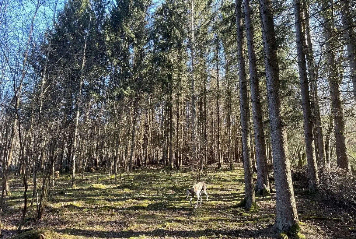 Ensemble de trois étangs avec chalet à Bruyères – Opportunité rare à 88 000 euros 