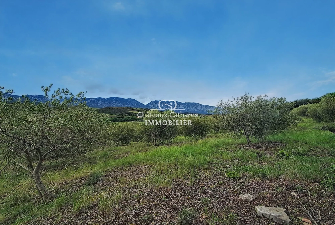 Magnifique oliveraie de 51 314 m² avec 800 oliviers à Saint-Paul-de-Fenouillet 