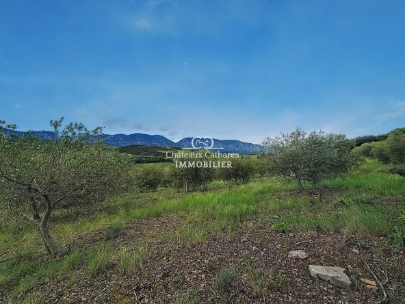 Magnifique oliveraie de 51 314 m² avec 800 oliviers à Saint-Paul-de-Fenouillet