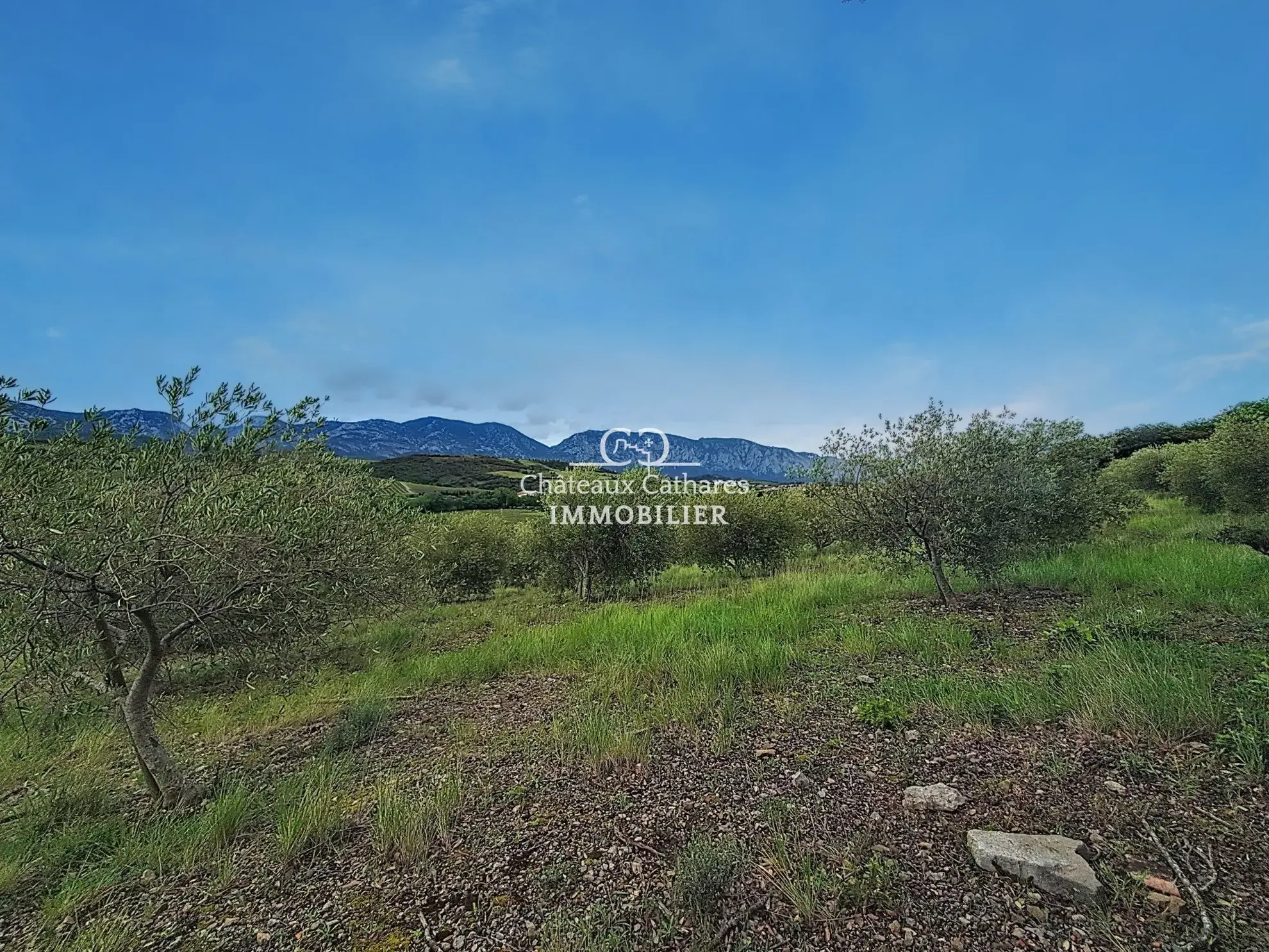 Magnifique oliveraie de 51 314 m² avec 800 oliviers à Saint-Paul-de-Fenouillet 