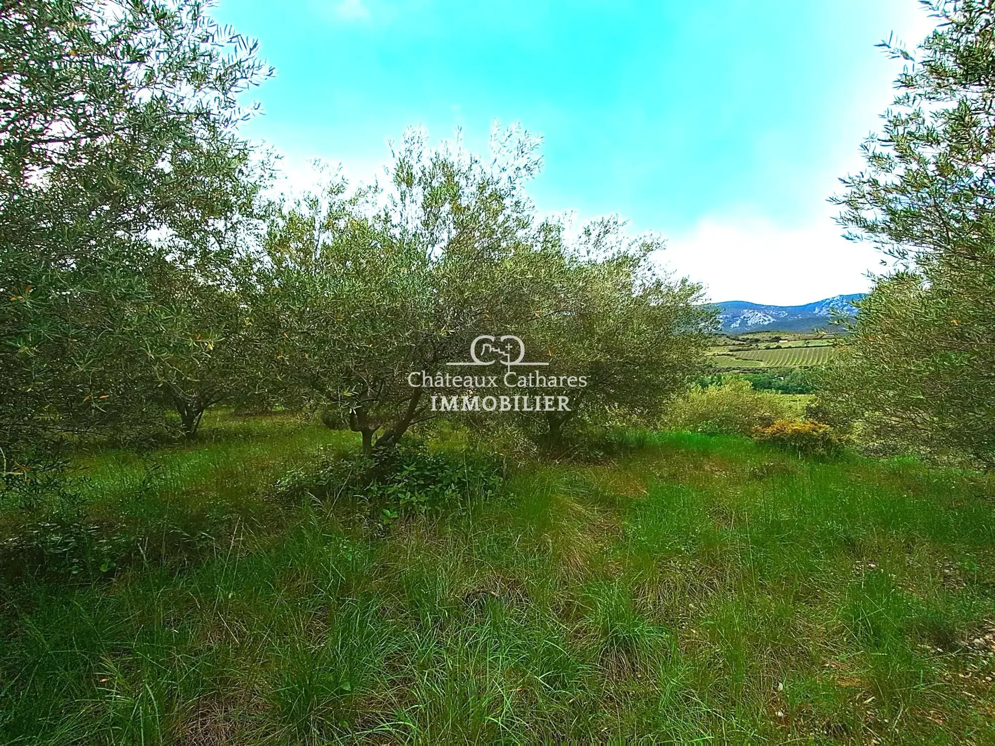 Magnifique oliveraie de 51 314 m² avec 800 oliviers à Saint-Paul-de-Fenouillet 