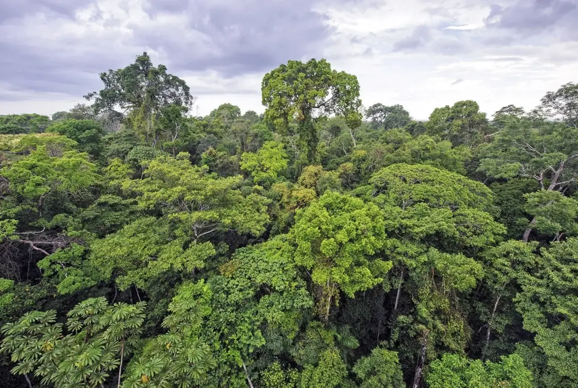 Parcelle de forêt de 6500m² à Sornéville - Opportunité d'acquisition 