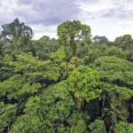 Parcelle de forêt de 6500m² à Sornéville - Opportunité d'acquisition