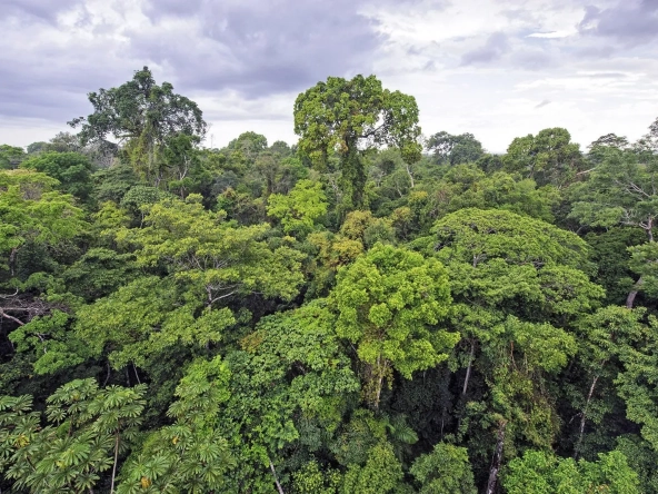 Parcelle de forêt de 6500m² à Sornéville - Opportunité d'acquisition