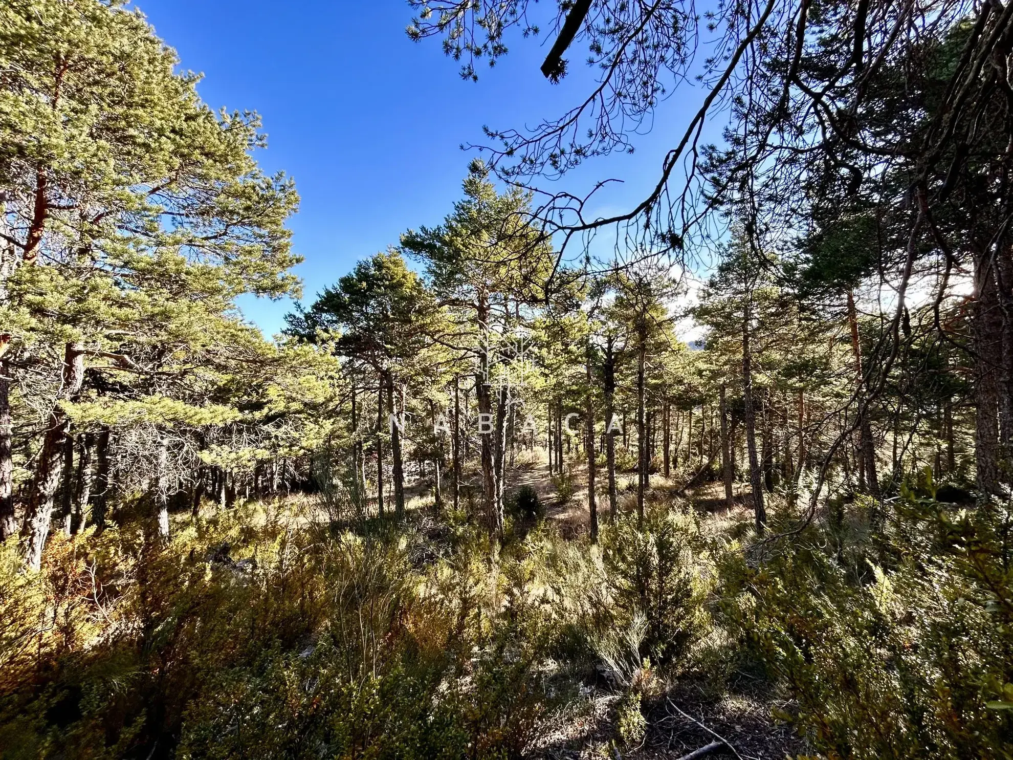 Terrain constructible à vendre à Thorenc, 1896 m² dans environnement naturel 