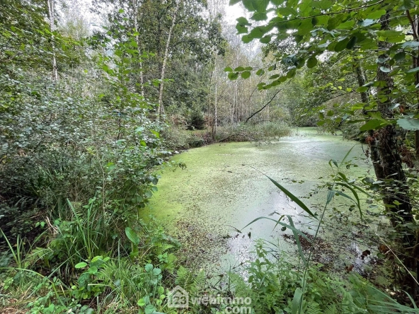 Magnifique terrain de loisirs de 6319 m² avec étang à Chaillevois