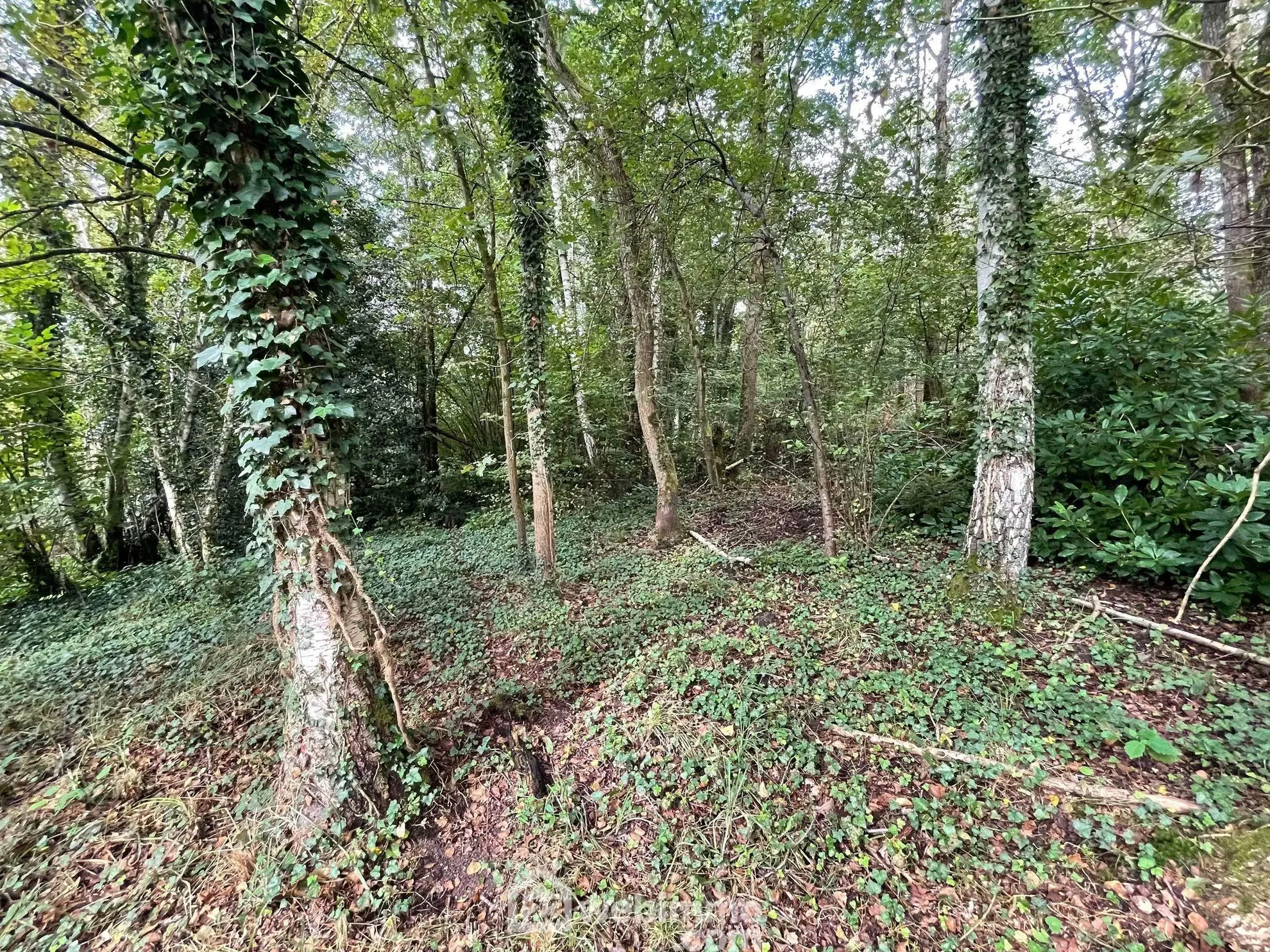 Magnifique terrain de loisirs de 6319 m² avec étang à Chaillevois 