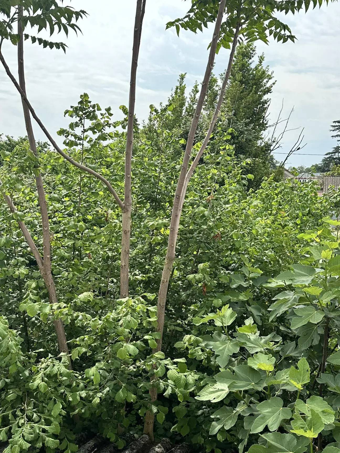 Maison à vendre à Cenon de 100 m² avec jardin et garage proche tramway 
