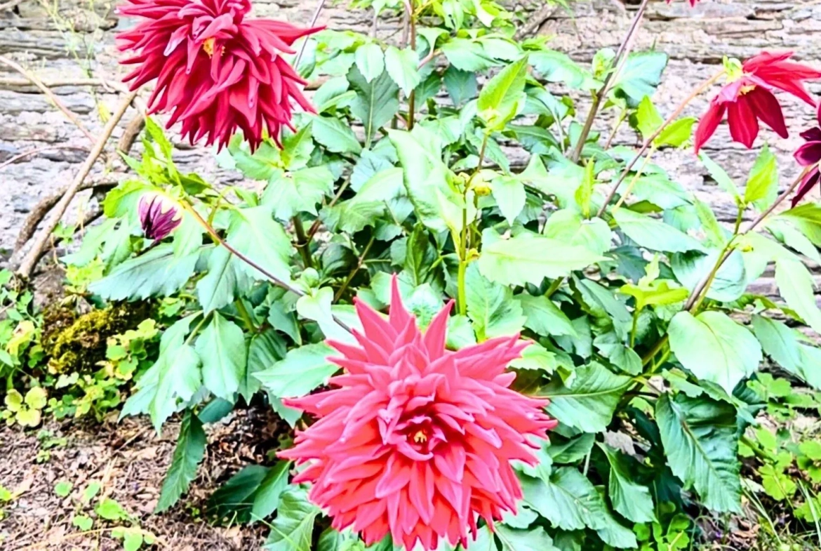 Maison provençale rénovée à Ploërmel avec jardin et potentiel d'extension 