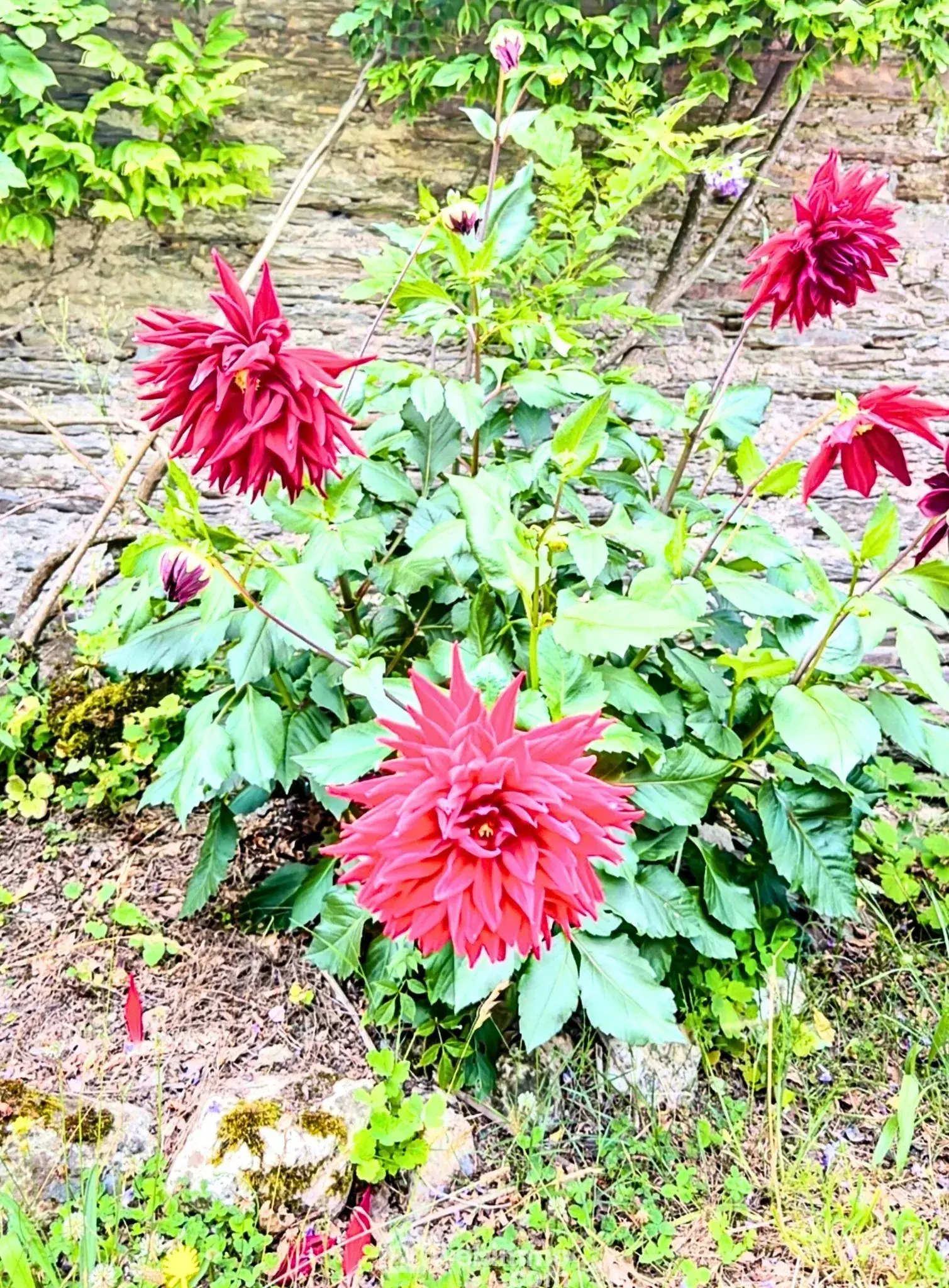 Maison provençale rénovée à Ploërmel avec jardin et potentiel d'extension 
