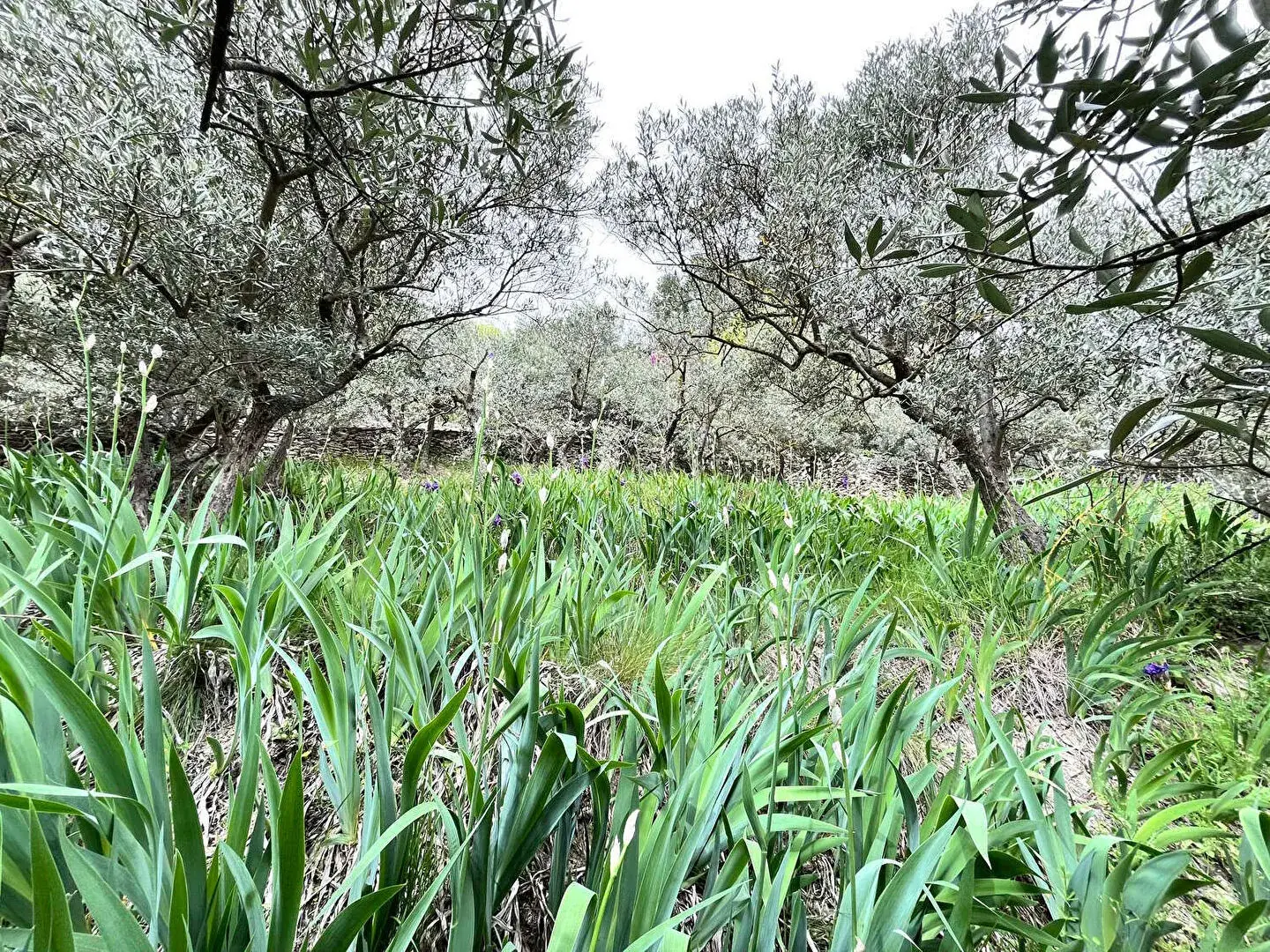 Charmante maison en pierre de 190m² avec vue sur le Luberon à vendre à Les Beaumettes 
