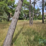 Terrain constructible proche de la mer à Saint-Germain-sur-Ay