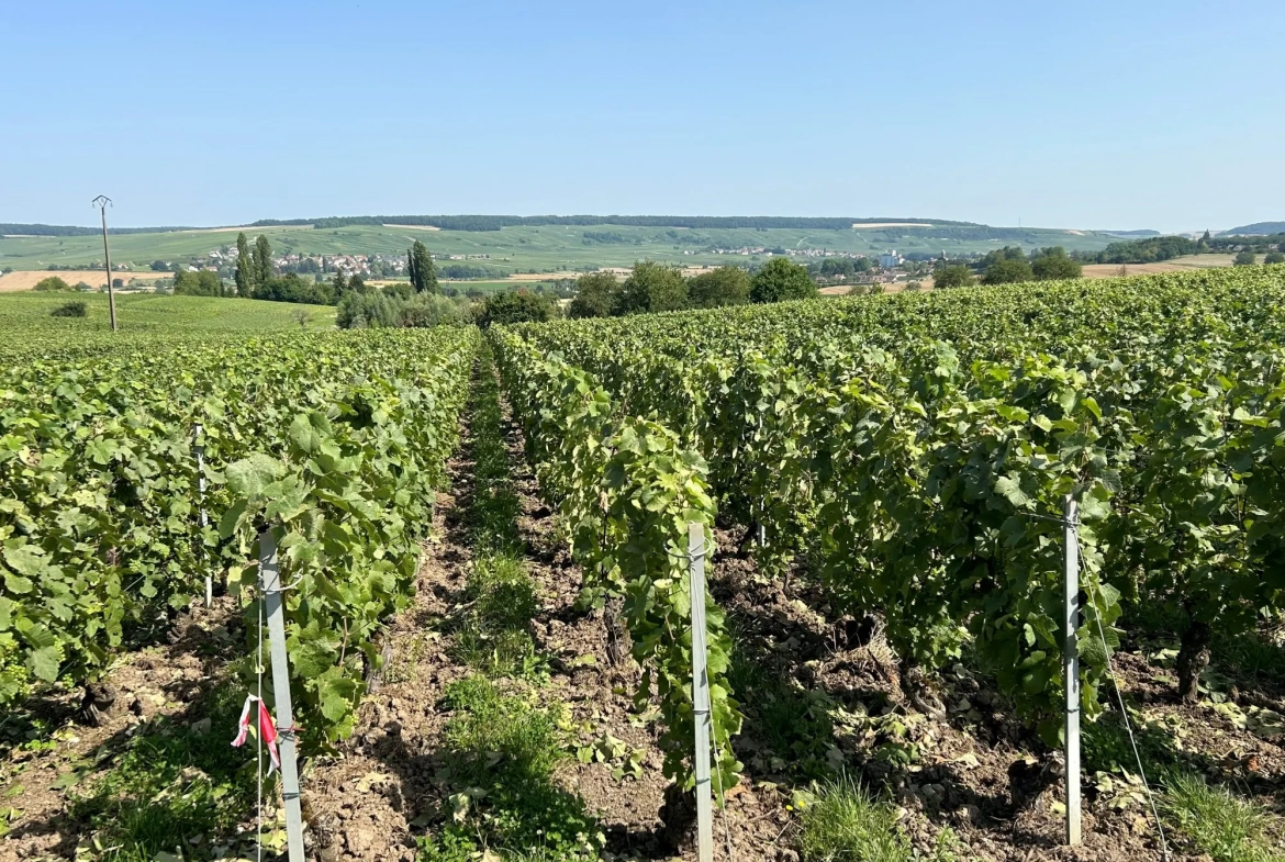 Vente de parcelle de vigne à Mareuil-le-Port, 8a88ca après 2034 