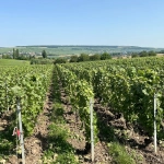 Vente de parcelle de vigne à Mareuil-le-Port, 8a88ca après 2034