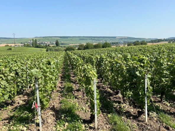Vente de parcelle de vigne à Mareuil-le-Port, 8a88ca après 2034