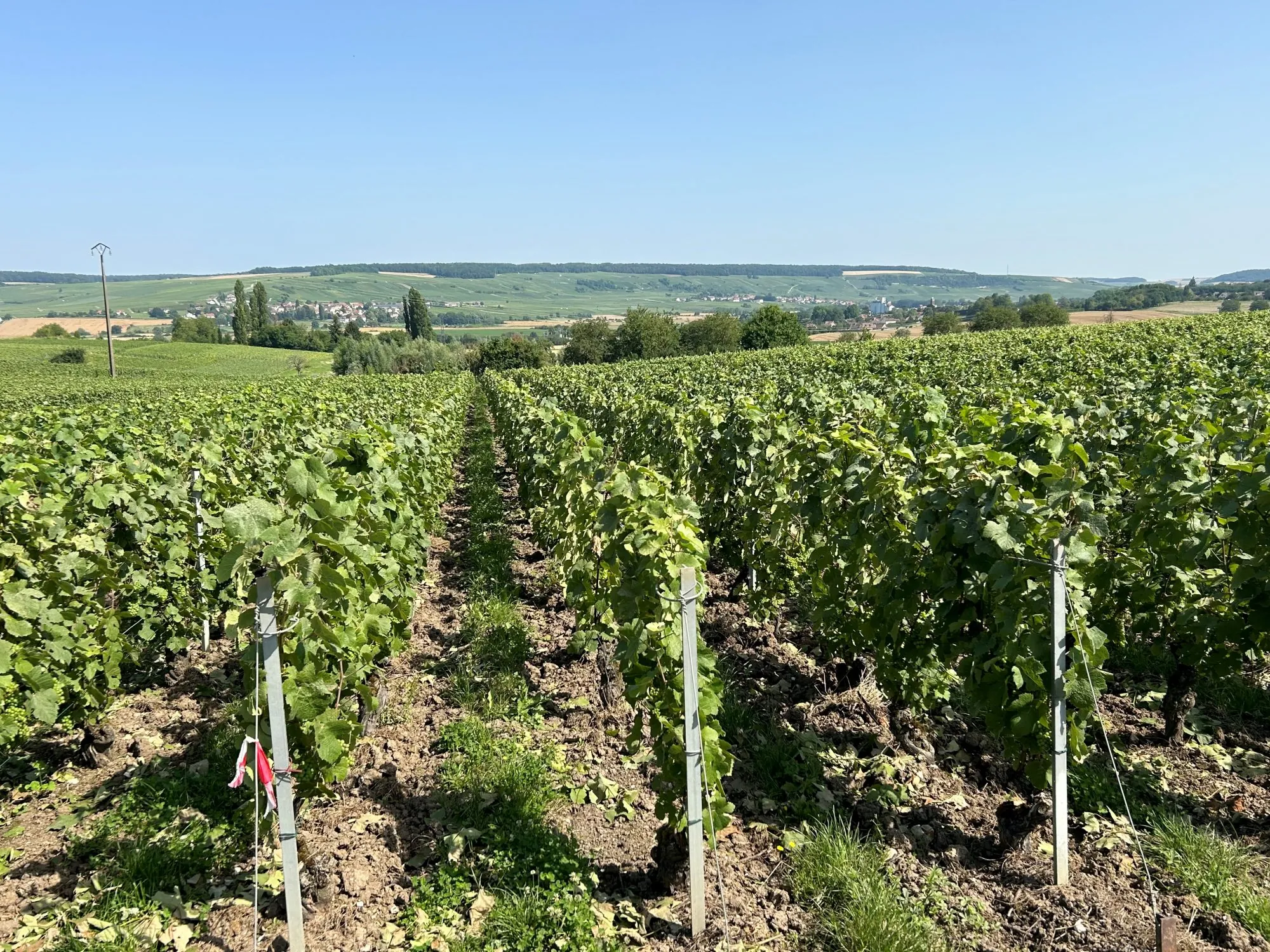Vente de parcelle de vigne à Mareuil-le-Port, 8a88ca après 2034 