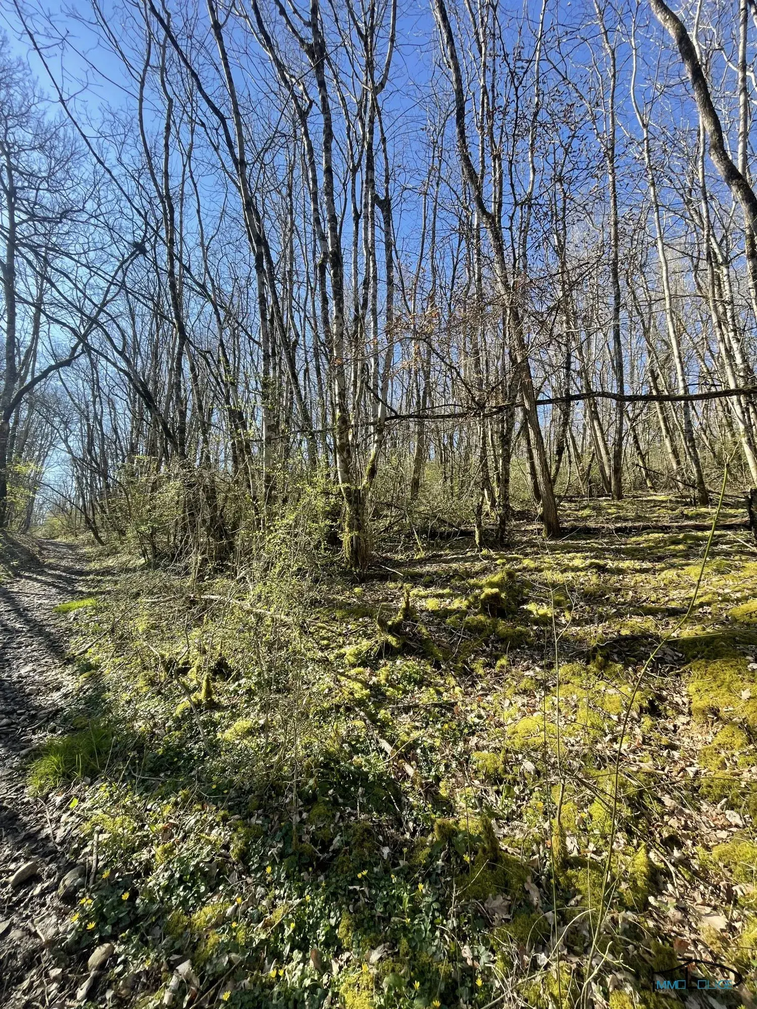 Terrain boisé non constructible de 3498 m² à Villefranche-de-Rouergue 