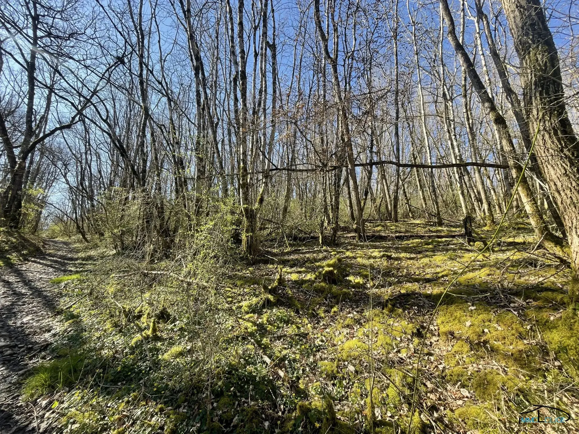 Terrain boisé non constructible de 3498 m² à Villefranche-de-Rouergue 
