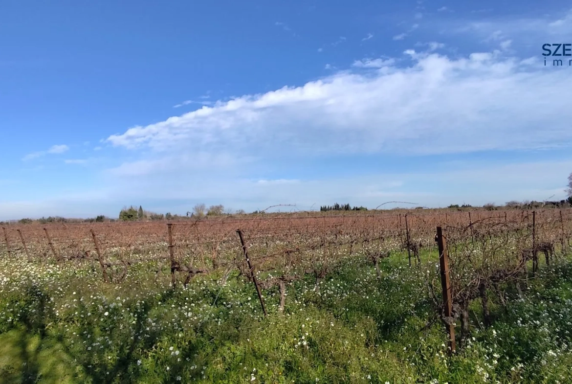 Terrain vignes à vendre Marsillargues Lunel  À vendre terrain viticole à Marsillargues de 22 595 m² avec vignoble Merlot 