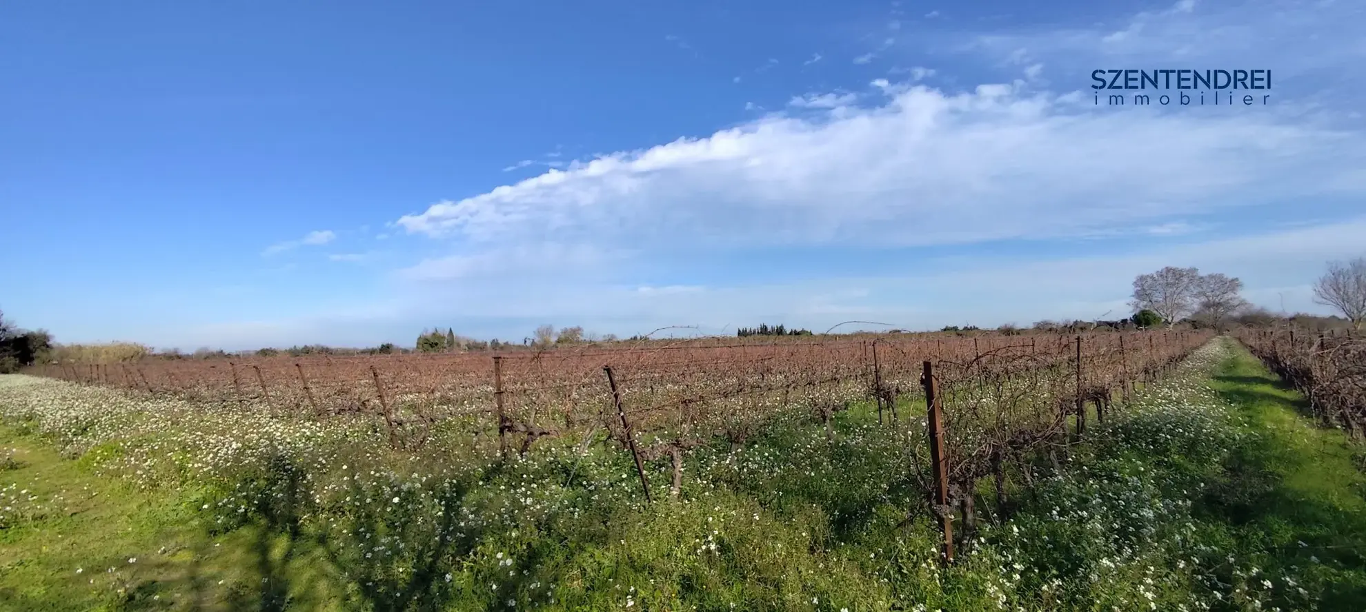Terrain vignes à vendre Marsillargues Lunel  À vendre terrain viticole à Marsillargues de 22 595 m² avec vignoble Merlot 