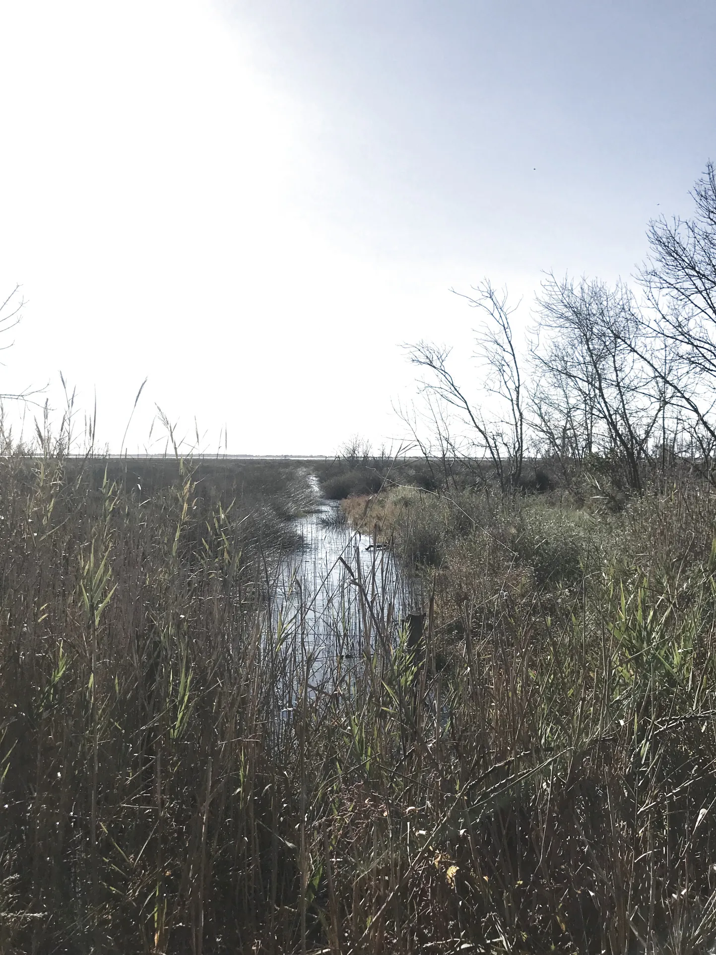 À vendre terrain de 1488 m² avec petit mazot à Mauguio, site protégé 