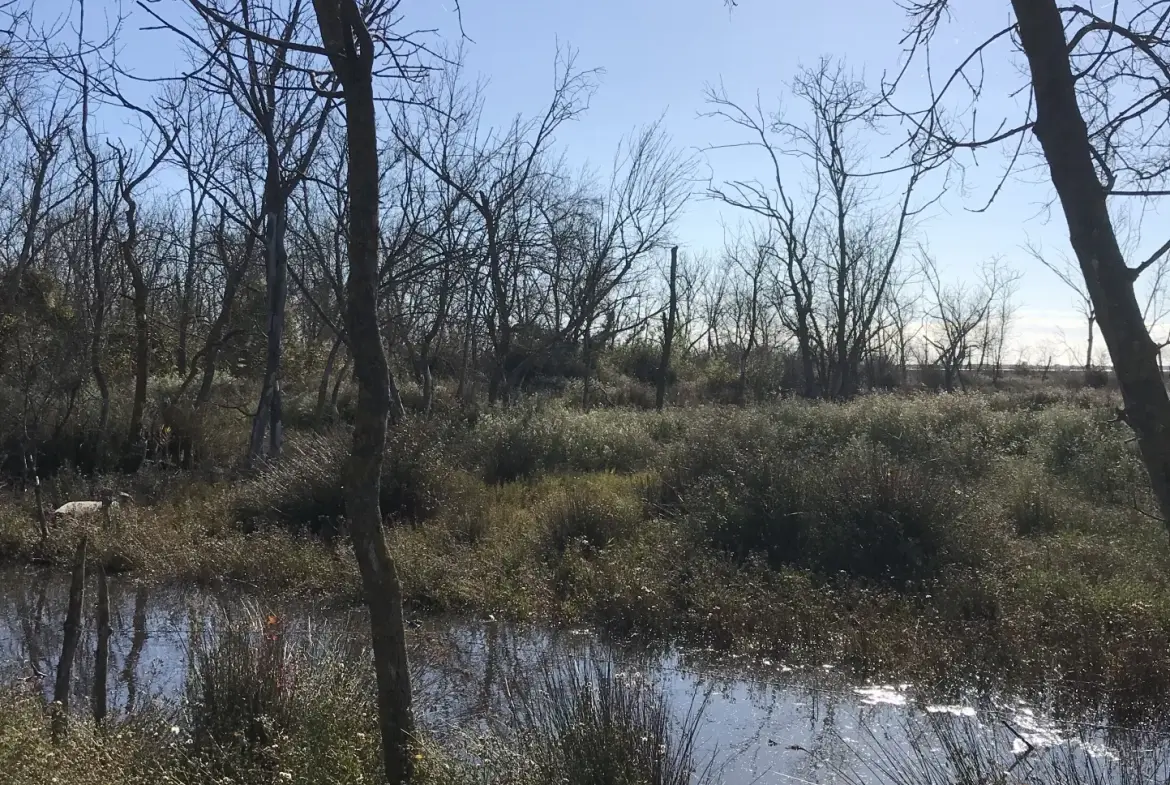 À vendre terrain de 1488 m² avec petit mazot à Mauguio, site protégé 