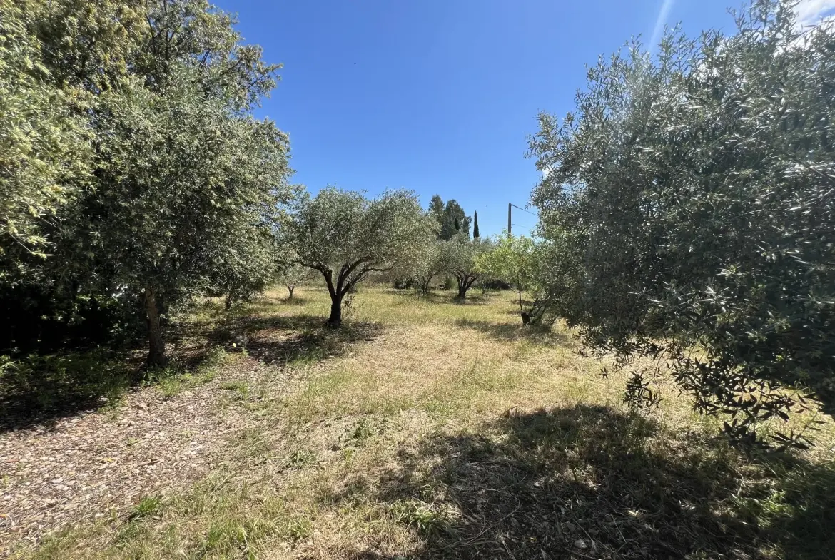 Terrain de loisir avec oliviers à vendre à Saint Jean de Fos (34150) – Vue dégagée et calme 