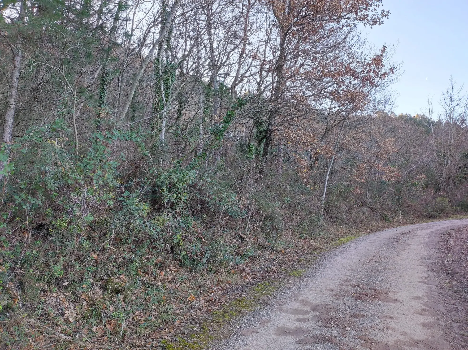 A vendre ensemble de 3 parcelles boisées à Saint-Étienne-de-Gourgas 