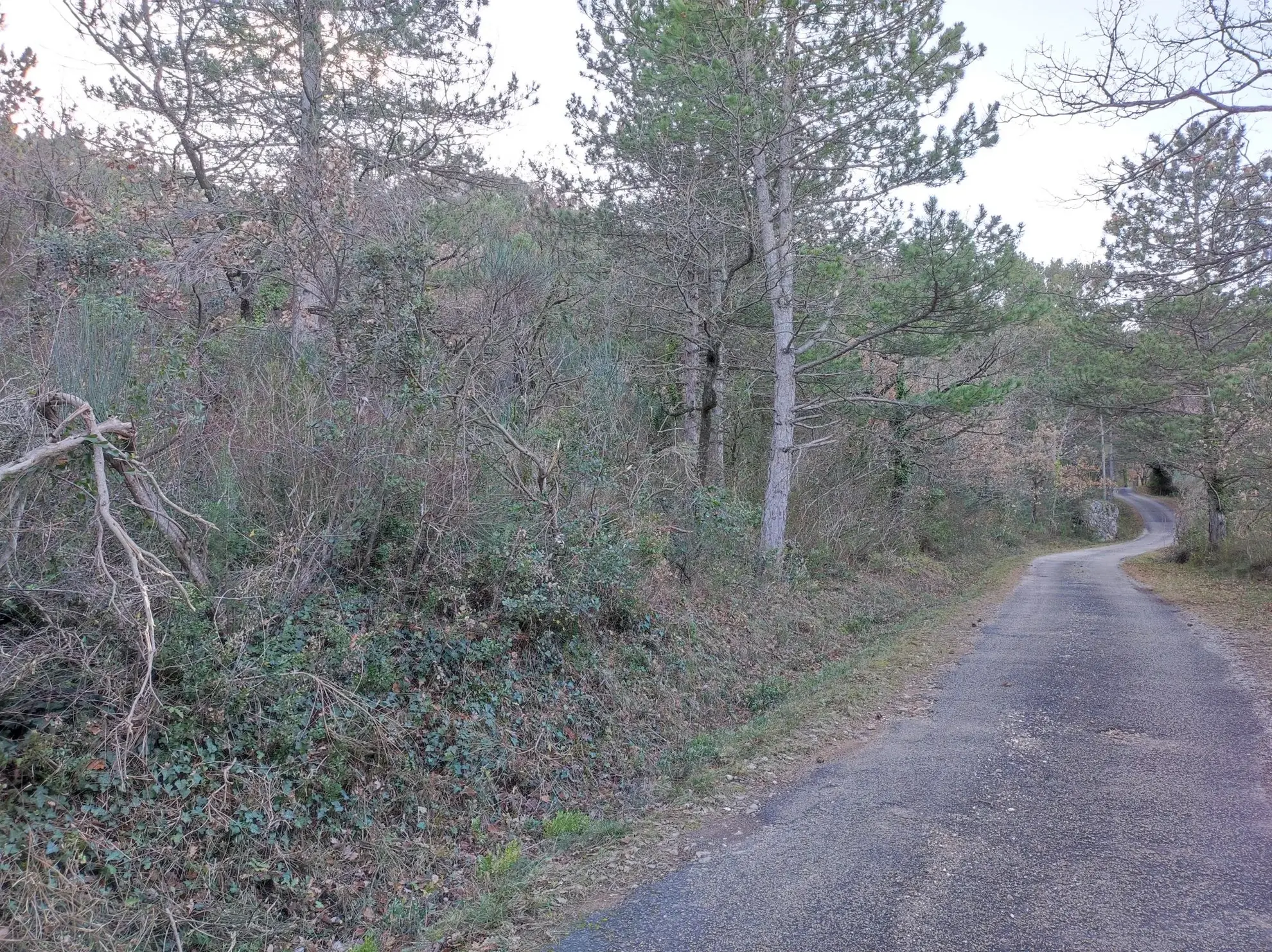 A vendre ensemble de 3 parcelles boisées à Saint-Étienne-de-Gourgas 