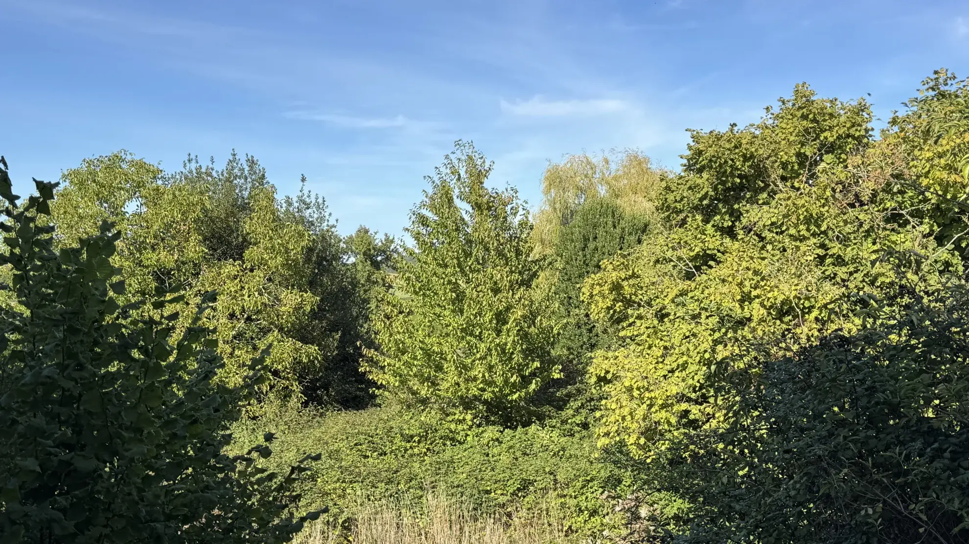 Maison à rénover à Montillot (89) avec grand terrain de 1387 m² 