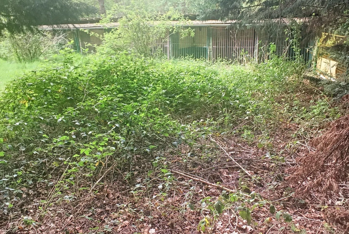 Terrain boisé à vendre à Pressigny-Les-Pins avec potentiel élevage et activités 