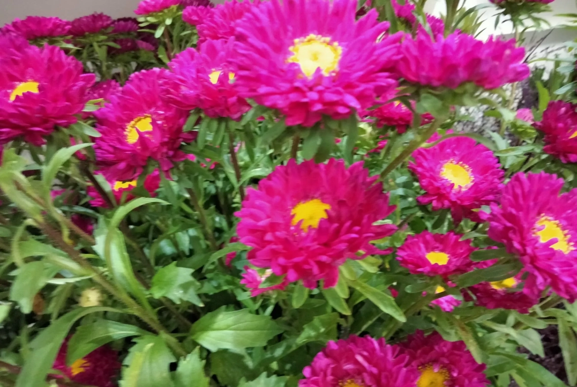 Fleuristerie et jardinerie à vendre dans le Vaucluse à Aubignan 