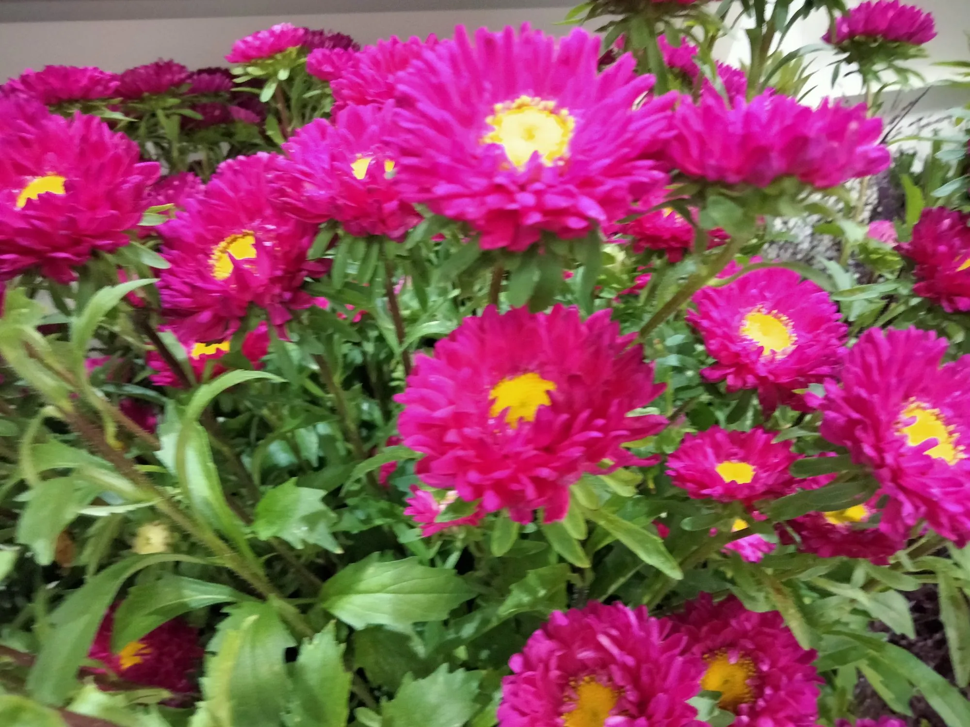 Fleuristerie et jardinerie à vendre dans le Vaucluse à Aubignan 