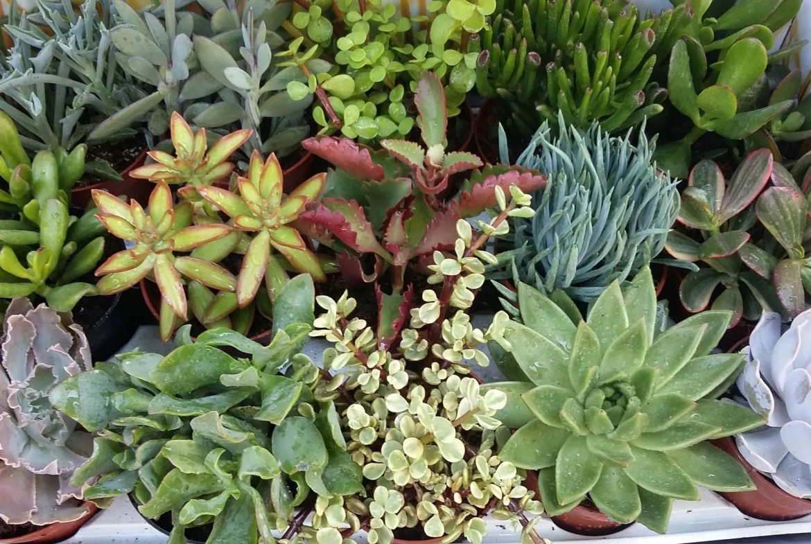 Fleuristerie et jardinerie à vendre dans le Vaucluse à Aubignan 