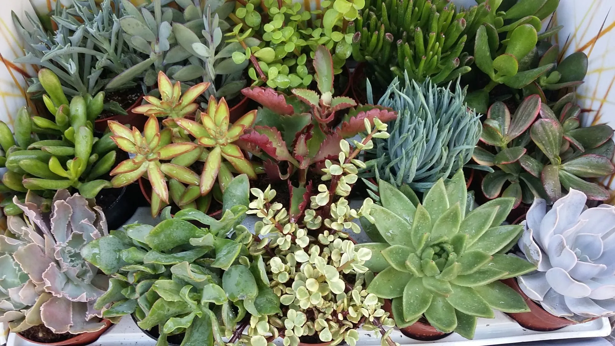 Fleuristerie et jardinerie à vendre dans le Vaucluse à Aubignan 