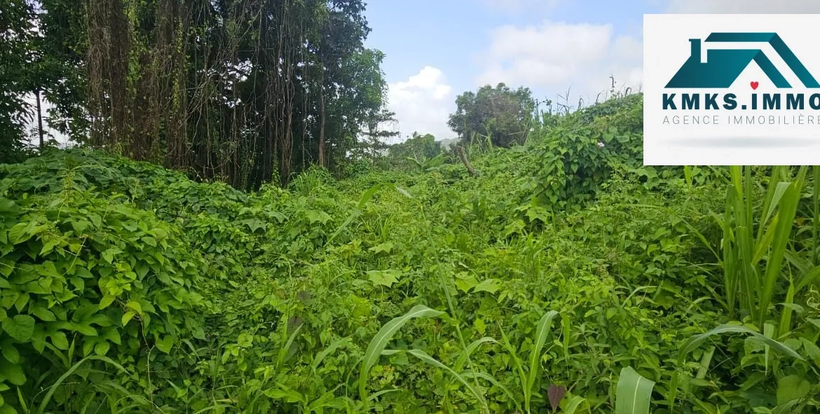 Terrain constructible de 2 300m² au Lamentin - Projet résidentiel et agricole 