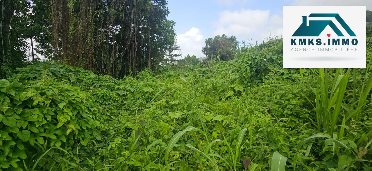 Terrain constructible de 2 300m² au Lamentin - Projet résidentiel et agricole 