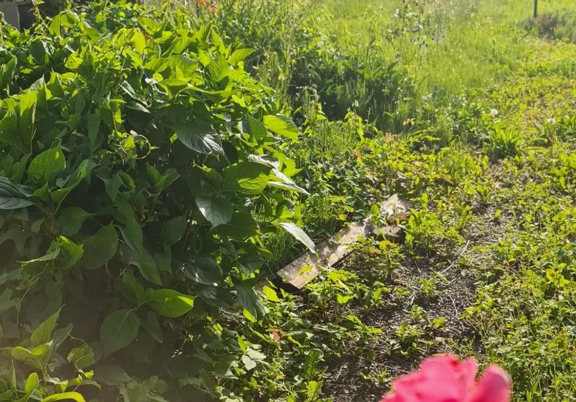 Lot de 2 maisons mitoyennes à rénover à Les Hautes Rivières - Opportunité à saisir 