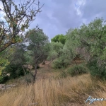 Superbe terrain avec vue dans la pinède à Lézignan-Corbières