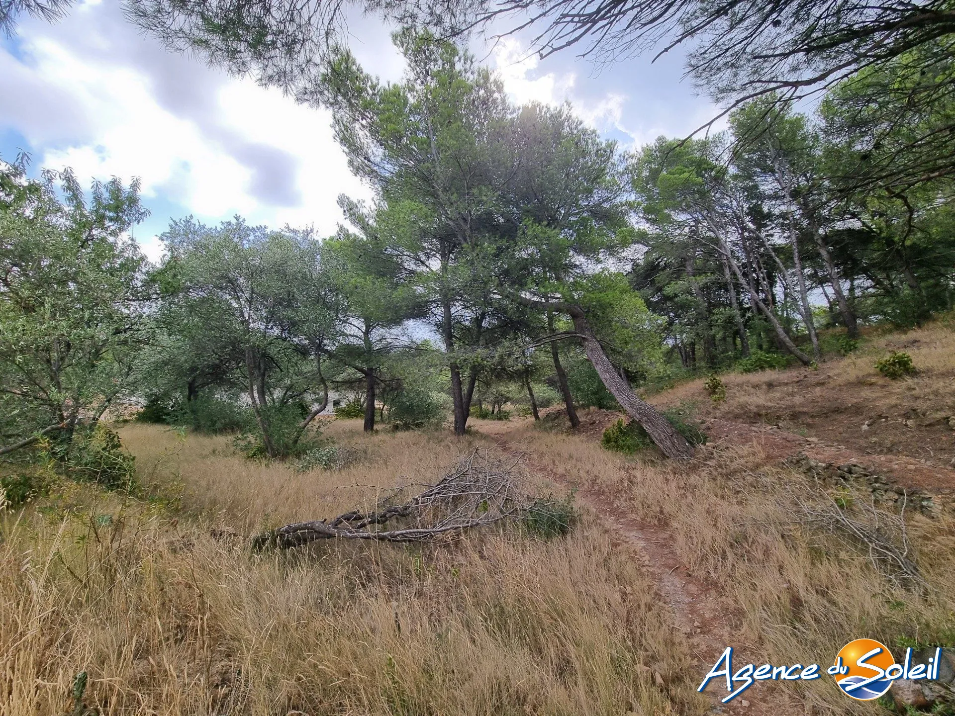 Superbe terrain avec vue dans la pinède à Lézignan-Corbières 