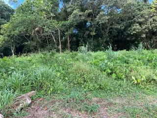 Terrain constructible de 2 955 m² au Morne-Rouge - Opportunité à saisir 